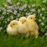 3 Little Chicks