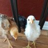 AlsHouseOfChicks