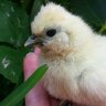 VeganForTheAnimals