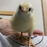 Spoiled chicknz