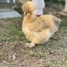 ChickNwings