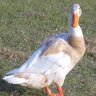 4theloveofducks