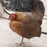 Chicapoo
