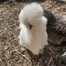 Silkiechickuk