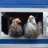 Picosbeak