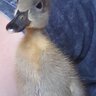 DuckinMadHouse