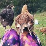 CountingChickens