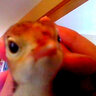 Friend of Birds