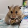 Cheepcheeps