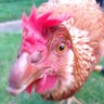 Klever_Chickens
