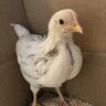 NeoTheBird