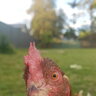 LouLouTheChicken