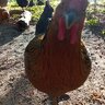 Chickengale86