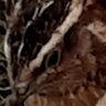 FinchQuail