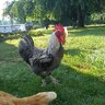 Maxschickens