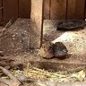 Annoyed quail