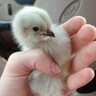 Chickengirl2671
