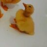 Ducklings_duck