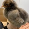 Delmachicks