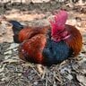 ChickenCrazy1608