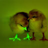 ThePlotChickens
