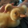 2Ducklingmama