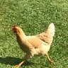 Chickencarer515