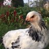 DaisyGuurl