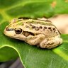 Rollyfrog