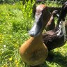 Waterfowler4