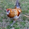 WhiteValleyChick