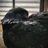 ameraucana_anna_524