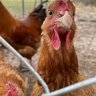 Mountaineer chickens