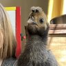 NewChickenChic
