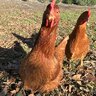 ThreeLittleRedHens