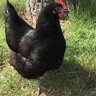 chickens 4 eva