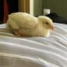 sunnyducks2