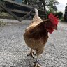 Kakapothechicken