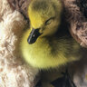 ThisBirdHasFlown