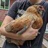 HappyChickChick