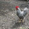 Domino-The-Rooster