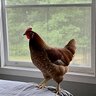 fat brown hen