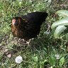 ChickPanic