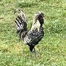 Punk Rock Flock