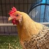 jellieforchickens