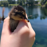 quackkquack_