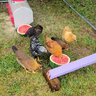 Deb6Chicks