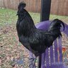 904Gothchickenlady