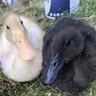 RSduck