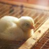 HopelessChick